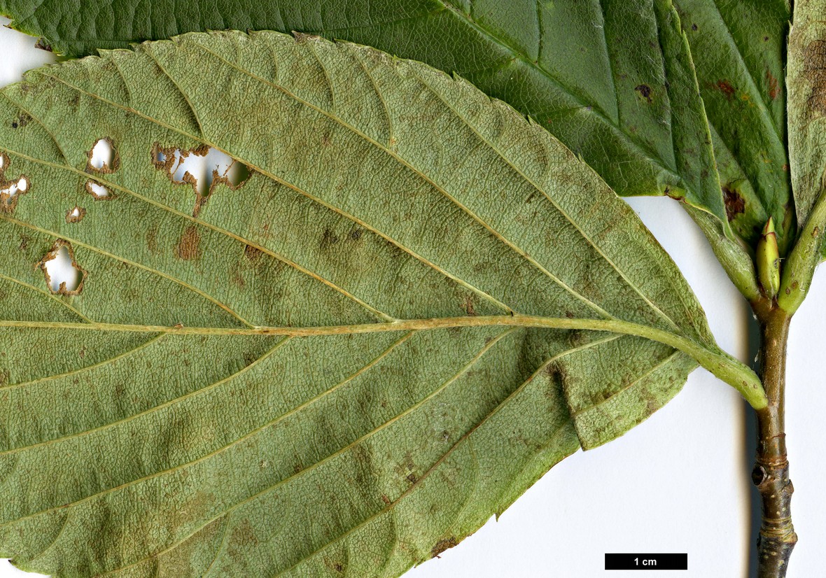 High resolution image: Family: Rosaceae - Genus: Sorbus - Taxon: wardii